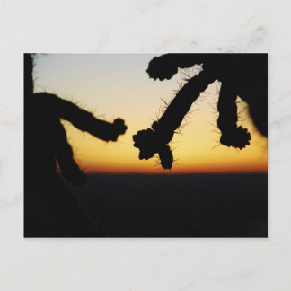 Cactus Sunset - Orange Postcard