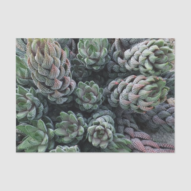 Cactus Tissue Paper (Front)