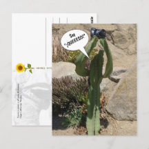 Cactus Tourist, Say QUEEESO - carte postale