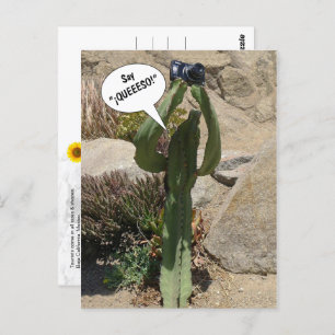 Cactus Tourist, Say QUEEESO - carte postale