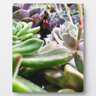 Cactus Variety Plaque