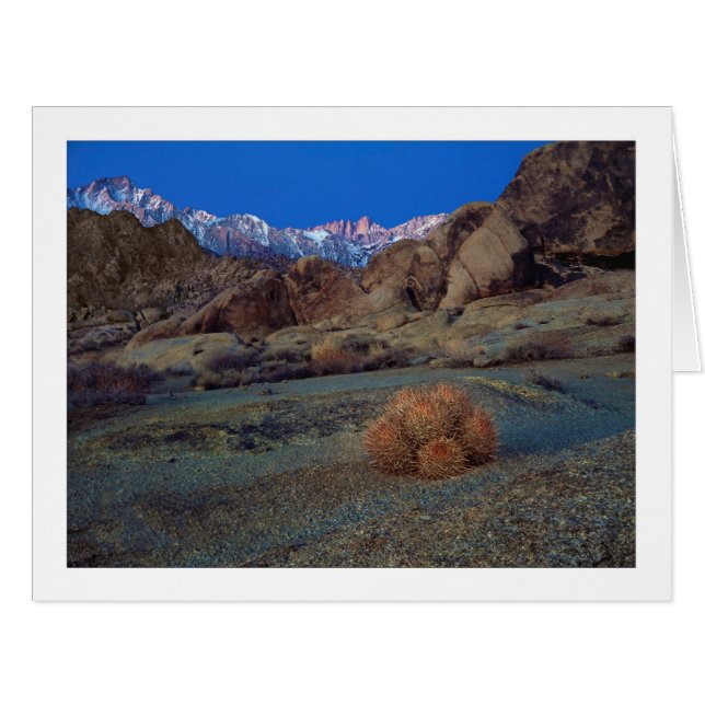 "Cactus With A View" (Front Horizontal)