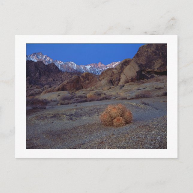 "Cactus With A View" Postcard (Front)