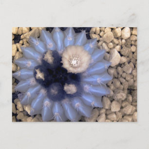 Cactus with flower, infrared photo postcard