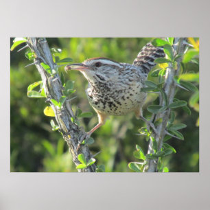 Cactus Wren on Ocotillo Poster