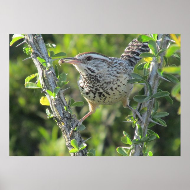 Cactus Wren on Ocotillo Poster (Front)