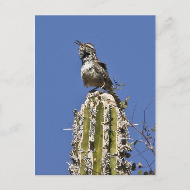 Cactus Wren Postcard (Front)