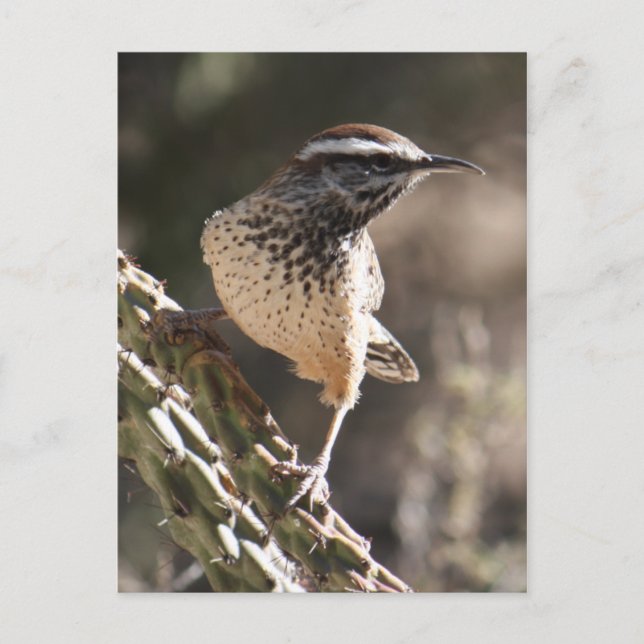 Cactus Wren Postcard (Front)