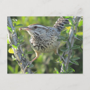 Cactus Wren sur carte postale Ocotillo