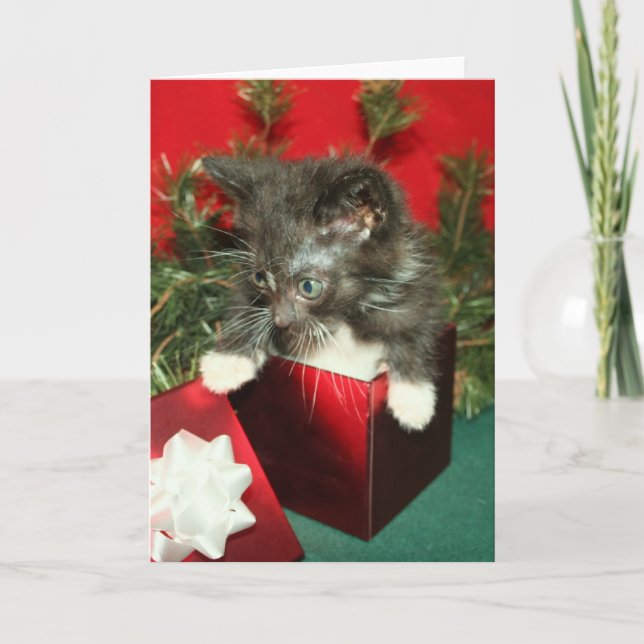 Cadeau de présent de chaton de carte de voeux de (Devant)