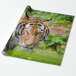 Cadeau Papier d'enveloppement de tigre