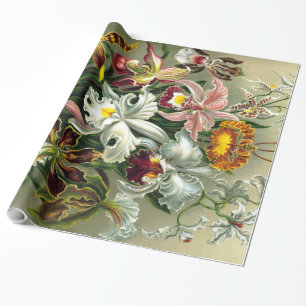 Cadeau Papier d'enveloppement d'orchidées d'Ernst Haeckel