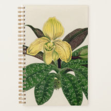 Cadeau Plante Fleur Jaune
