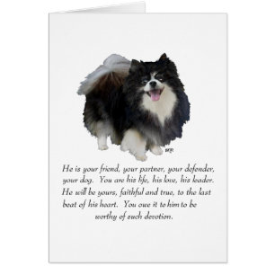 Cadeau Pomeranian Mâle