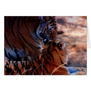 Cadeaux de tendresse de tigre