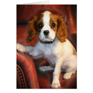 Cadeaux et vêtements Cavalier King Charles Spaniel