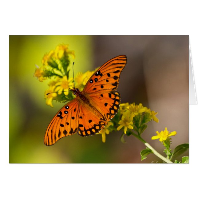 Cadeaux et vêtements de papillon fritillaire du Go (Devant horizontal)