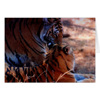 Cadeaux Tiger Tenderness