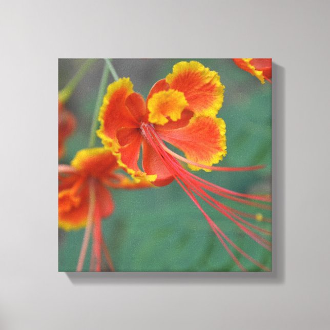 Caesalpinia Canvas Print (Front)