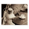 Cafe Pug