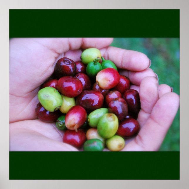 Cafe Series - Coffee Cherries Poster (Front)