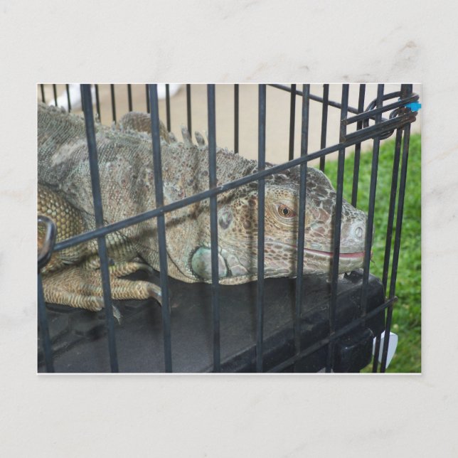 Caged Iguana Postcard (Front)