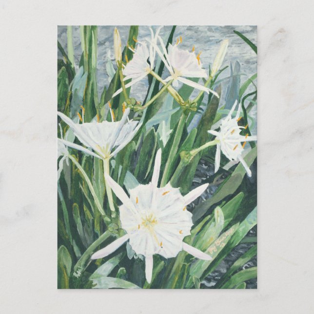 Cahaba Lilies Postcard (Front)