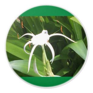 Cahaba Lilly Bloom on Ceramic Knobs and Pulls