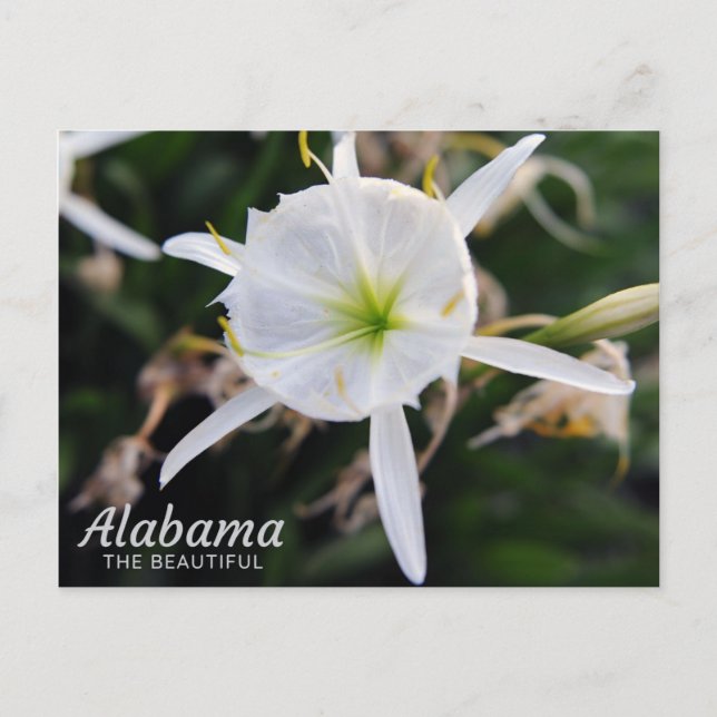 Cahaba Lily Postcard (Front)