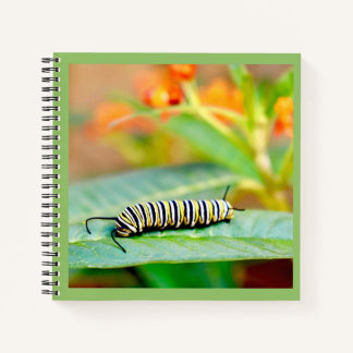 Cahier à spirale Chenille de monarque
