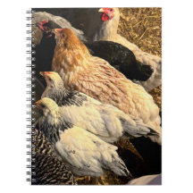 Cahier de poulets jolis
