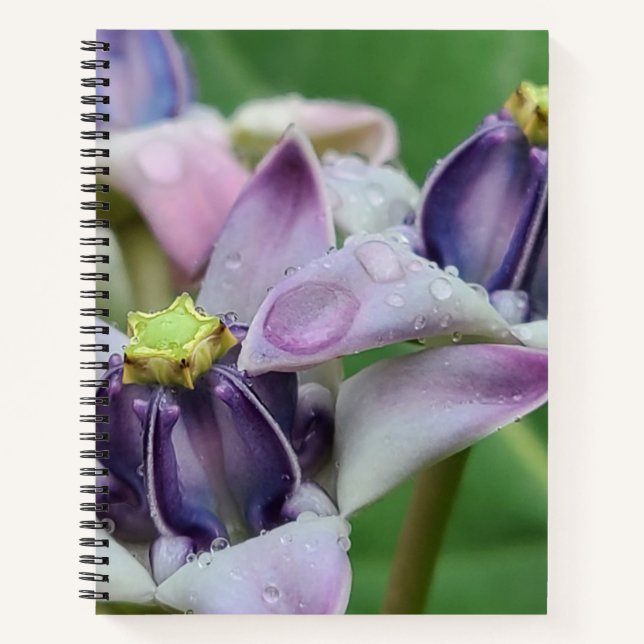 Cahier Fleur de Couronne Violette (Devant)
