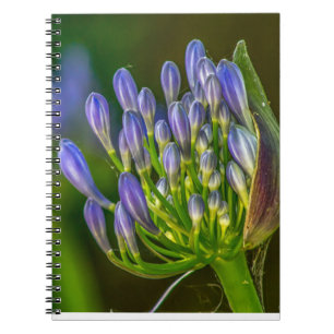 Cahier photo à spirale Fleur violette