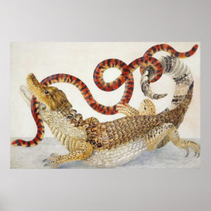 caimans eating a snake poster