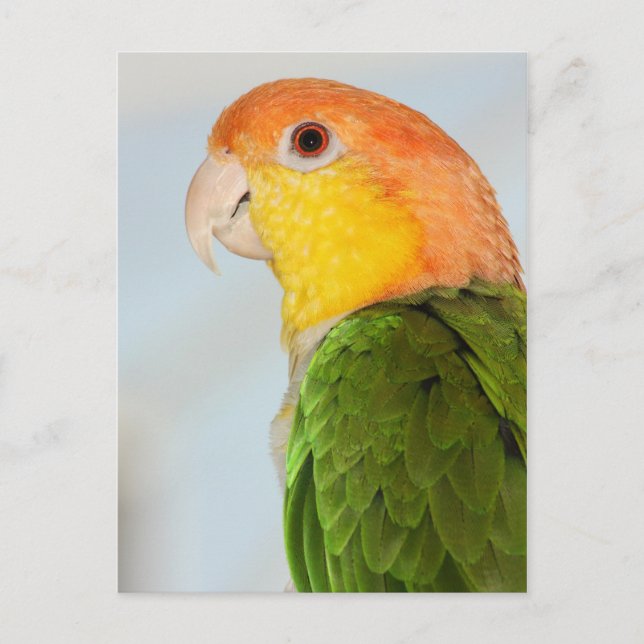 Caique Parrot Postcard (Front)