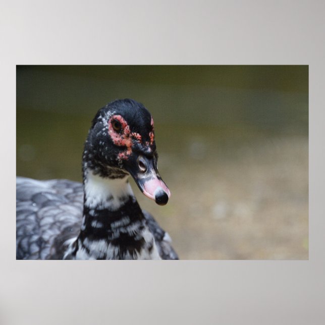 Cairina moschata domestica poster (Front)
