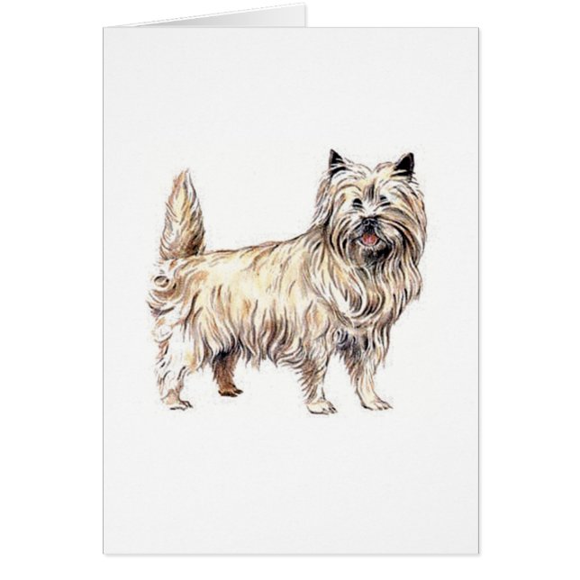 Cairn Terrier (Front)