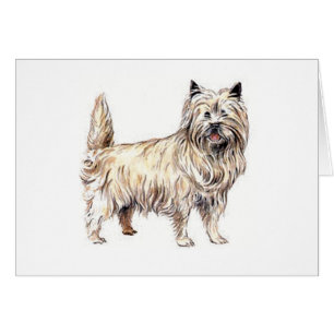 Cairn Terrier