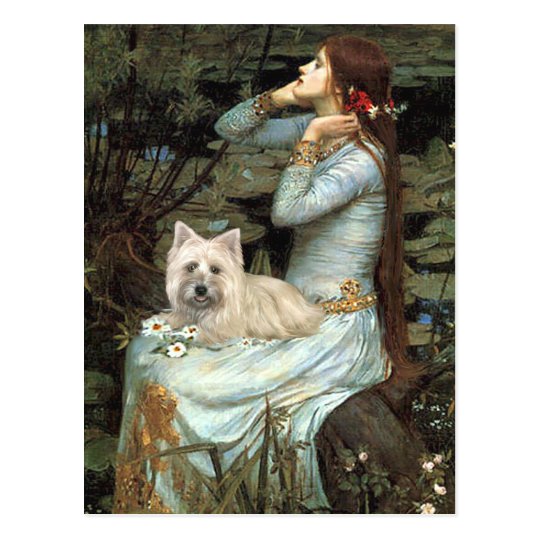 Cairn Terrier 4 - Ophelia Seated Postcard