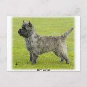 Cairn Terrier 9R071D-129 Postcard