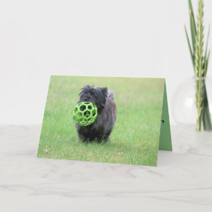 Cairn terrier card