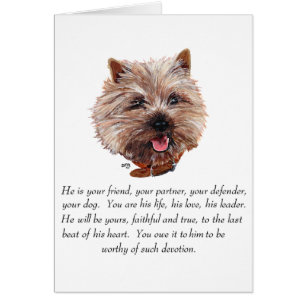 Cairn Terrier de Souvenir - Mâle