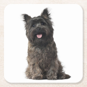 Cairn Terrier Grey Black Puppy Dog Love Square Paper Coaster