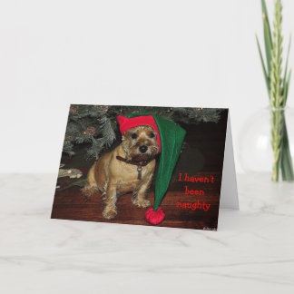 Cairn Terrier Holiday Card