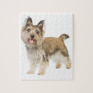 Cairn Terrier Jigsaw Puzzle