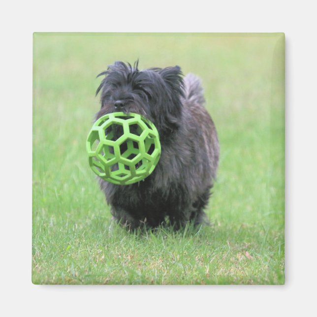 Cairn Terrier Magnet (Front)