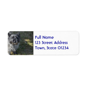 Cairn Terrier noir