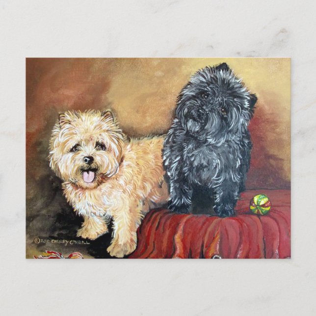 Cairn Terrier Portrait Postcard (Front)