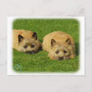 Cairn Terrier puppies 9W048D-007 Postcard