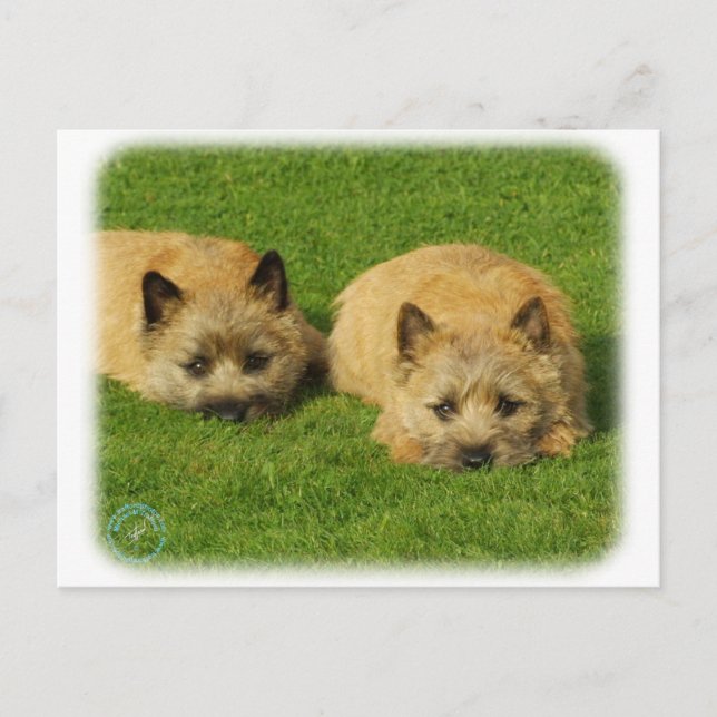 Cairn Terrier puppies 9W048D-007 Postcard (Front)